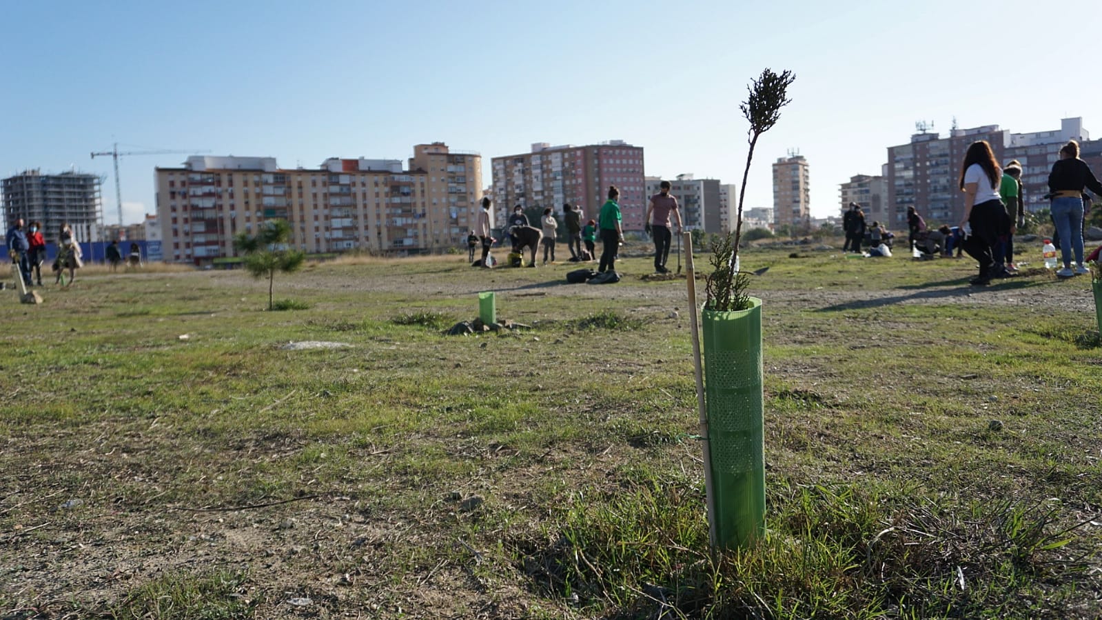 Unas 200 personas participan en la limpieza y plantación de árboles en los suelos donde el Ayuntamiento de Málaga proyecta cuatro rascacielos