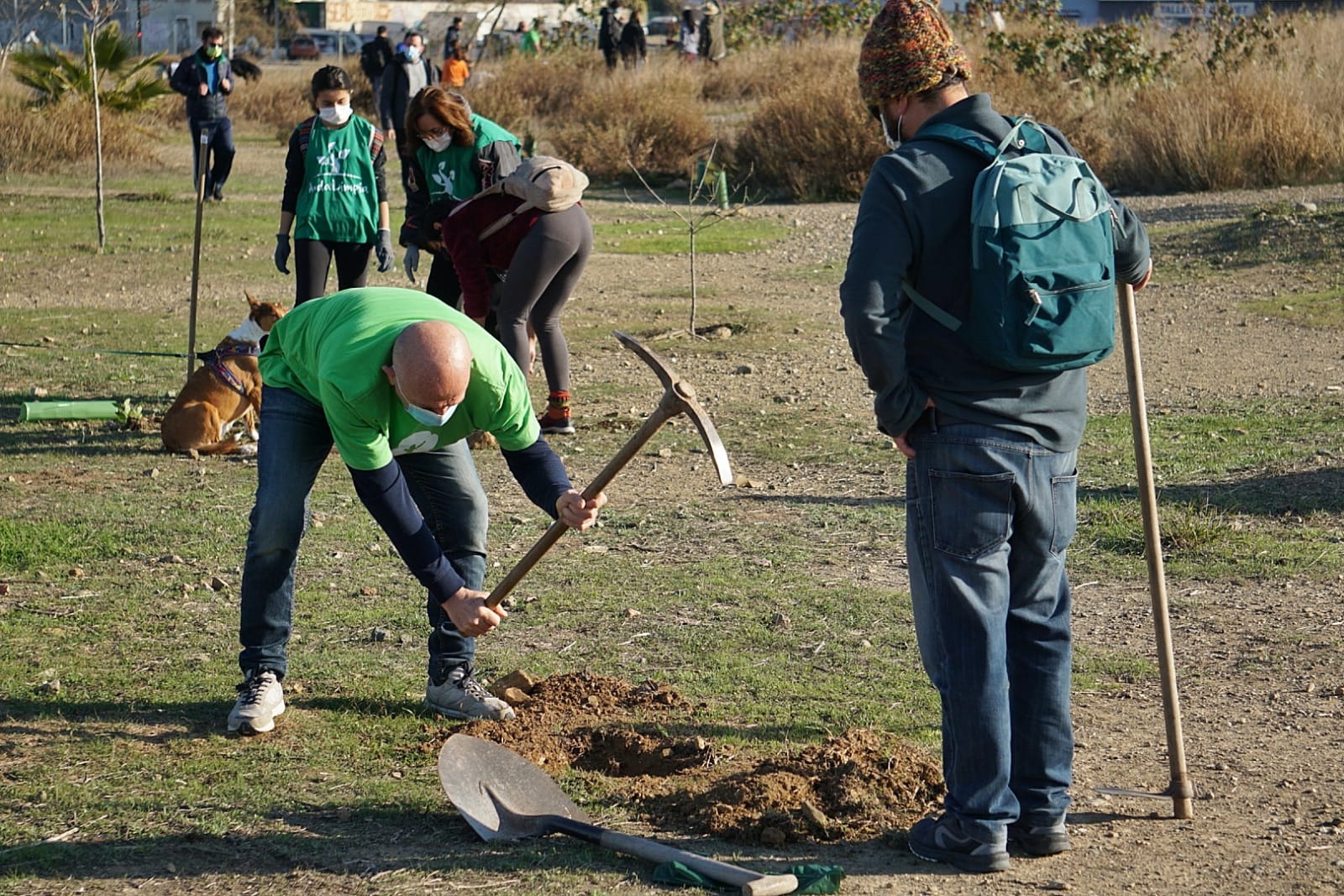 Unas 200 personas participan en la limpieza y plantación de árboles en los suelos donde el Ayuntamiento de Málaga proyecta cuatro rascacielos