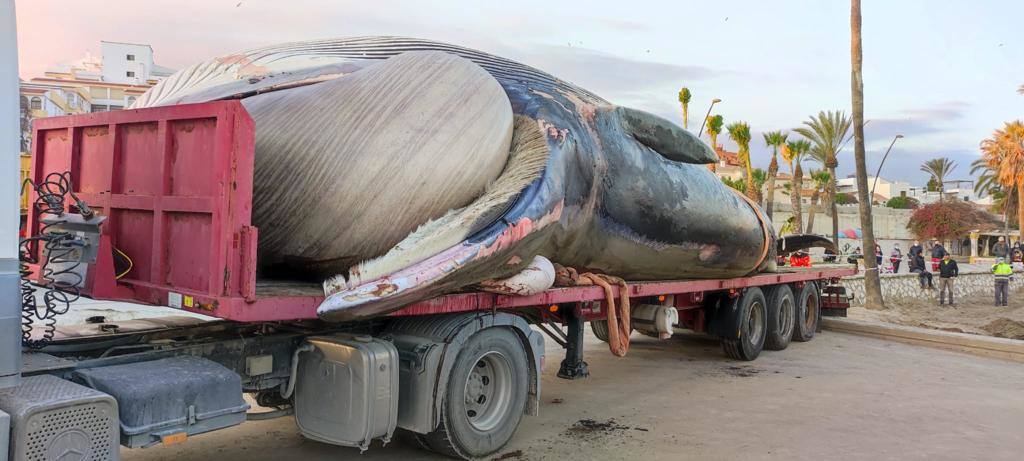 Imagen secundaria 1 - La ballena, transportada y en la playa. 