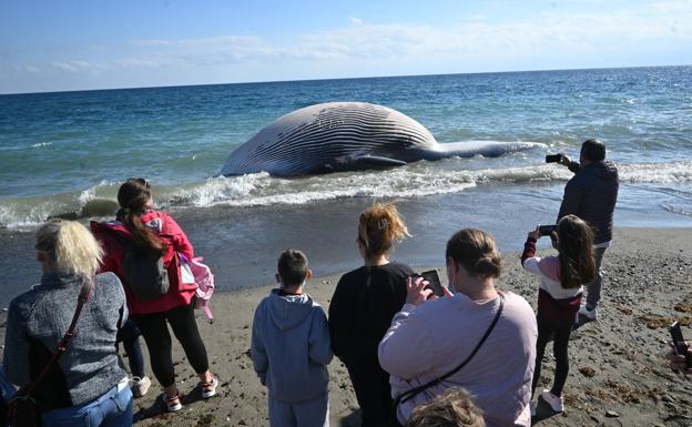 Imagen principal - Aparece el cadáver de una ballena varada de más de catorce metros en Estepona