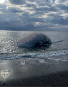 Imagen secundaria 2 - Aparece el cadáver de una ballena varada de más de catorce metros en Estepona