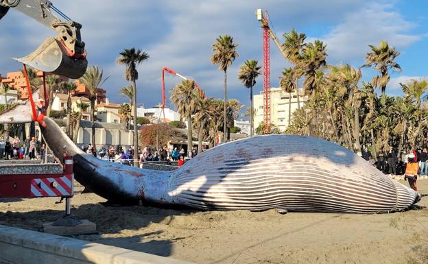 Imagen principal - La ballena, transportada y en la playa. 