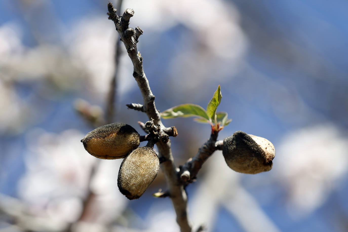 Cada año los almendros en Málaga florecen antes 