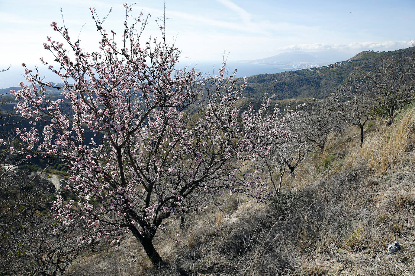 Cada año los almendros en Málaga florecen antes 