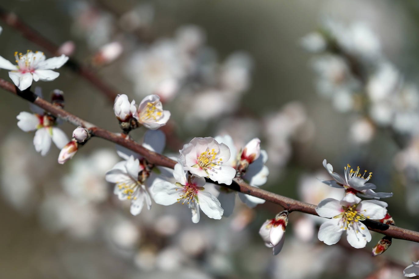 Cada año los almendros en Málaga florecen antes 