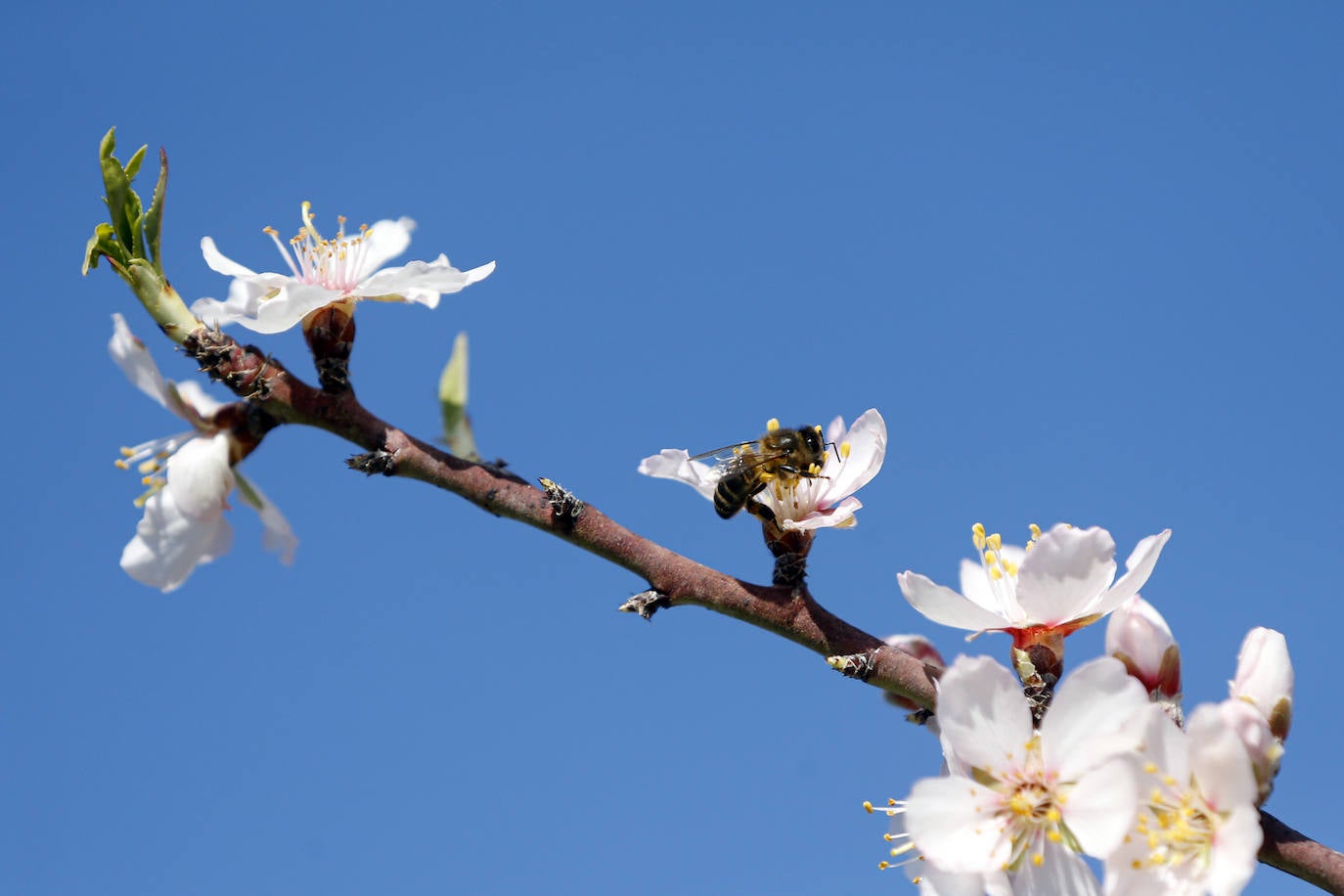 Cada año los almendros en Málaga florecen antes 