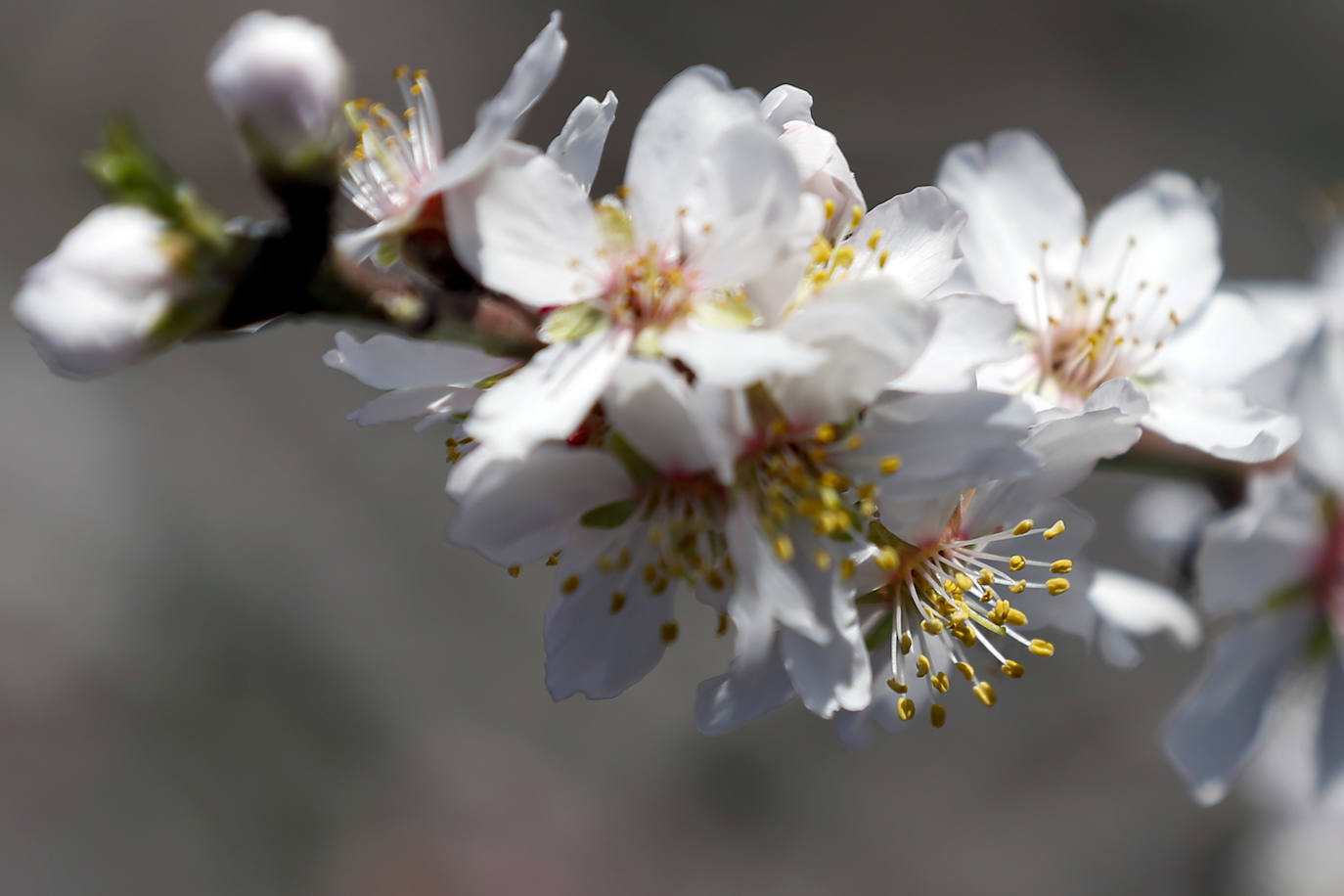 Cada año los almendros en Málaga florecen antes 