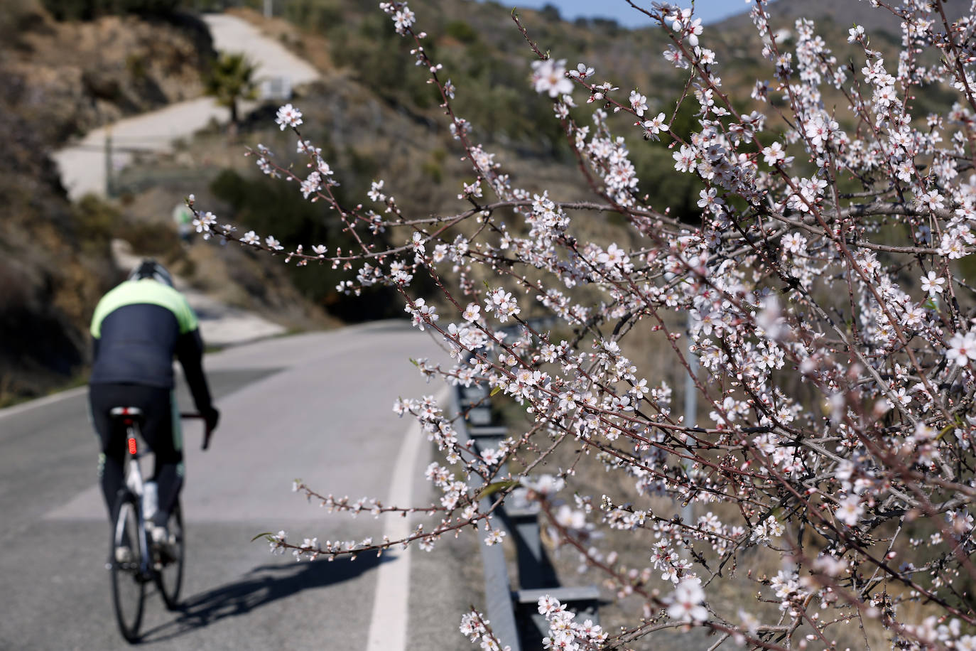 Cada año los almendros en Málaga florecen antes 