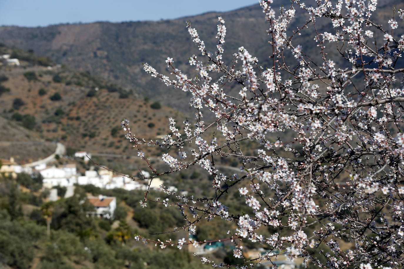 Cada año los almendros en Málaga florecen antes 