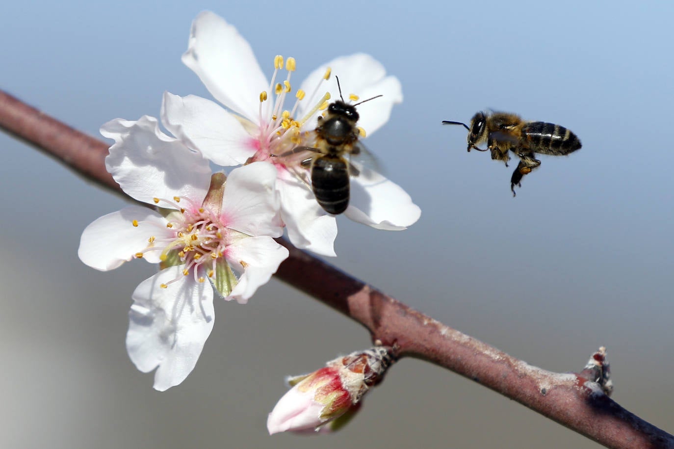 Cada año los almendros en Málaga florecen antes 