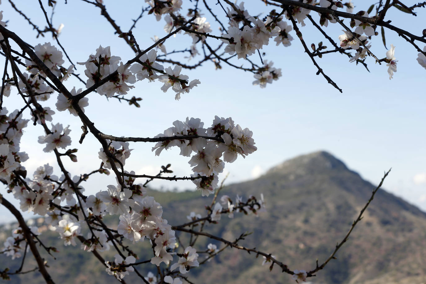 Cada año los almendros en Málaga florecen antes 