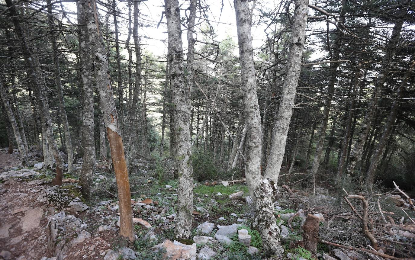 Pedro Sánchez recalcó que la consideración de Parque Nacional es «una fuente de oportunidades» para el desarrollo de la Sierra de las Nieves 