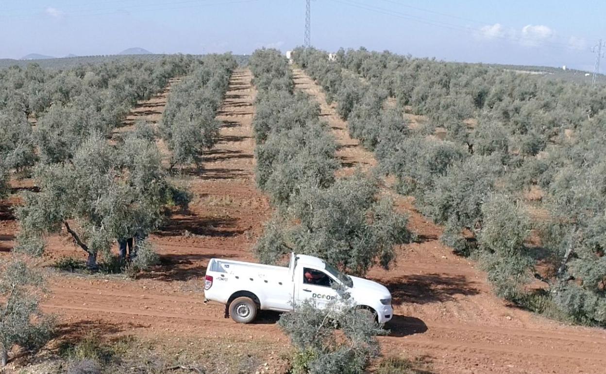 Una finca de olivar en la provincia. 