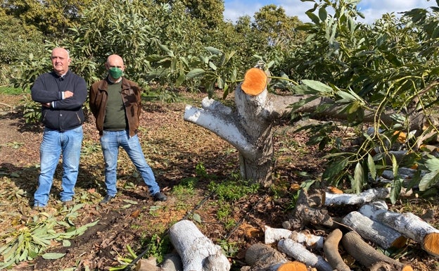 Javier Braun y José Miguel Medina, en una finca del primero en la que ha optado por dejar los árboles de aguacate con las mínimas ramas para intentar que sobrevivan. 