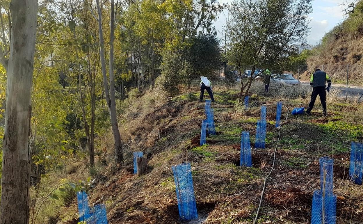 Los trabajos de reforestación se han llevado a cabo entre los pasados meses de noviembre y enero. 