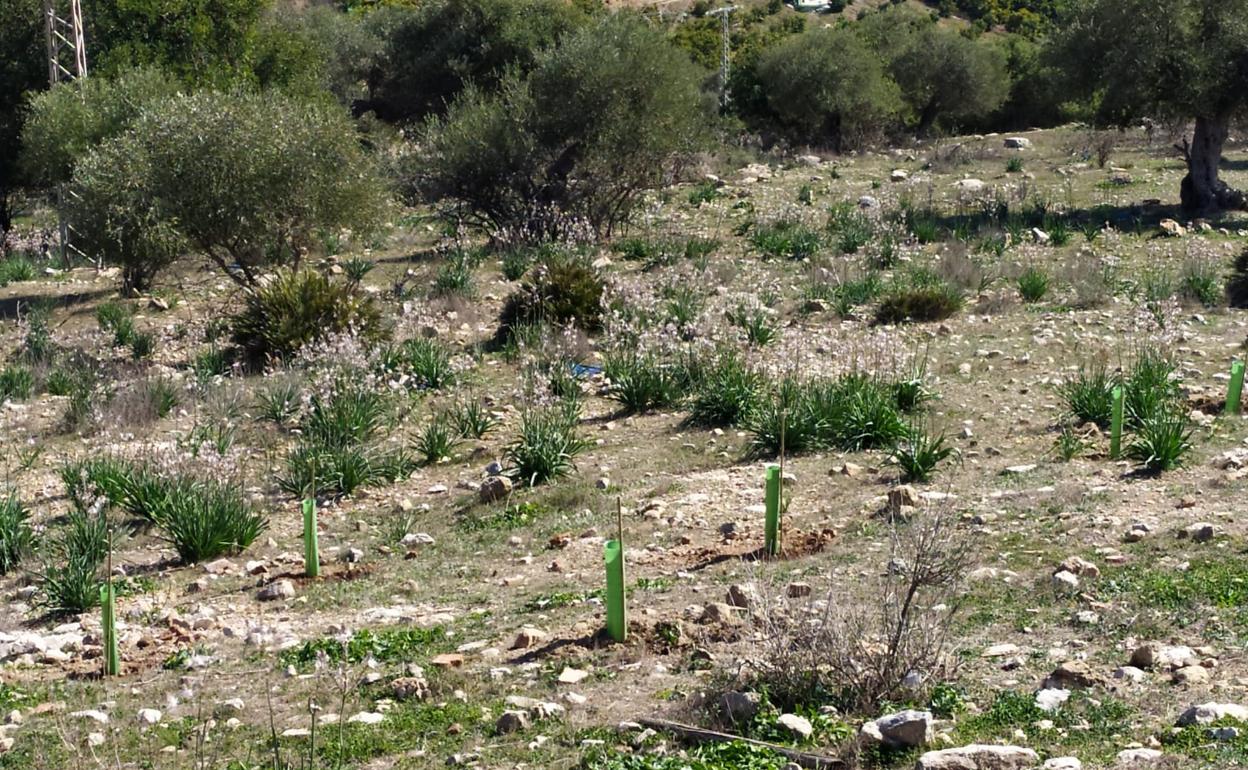 Zona de repoblación. 