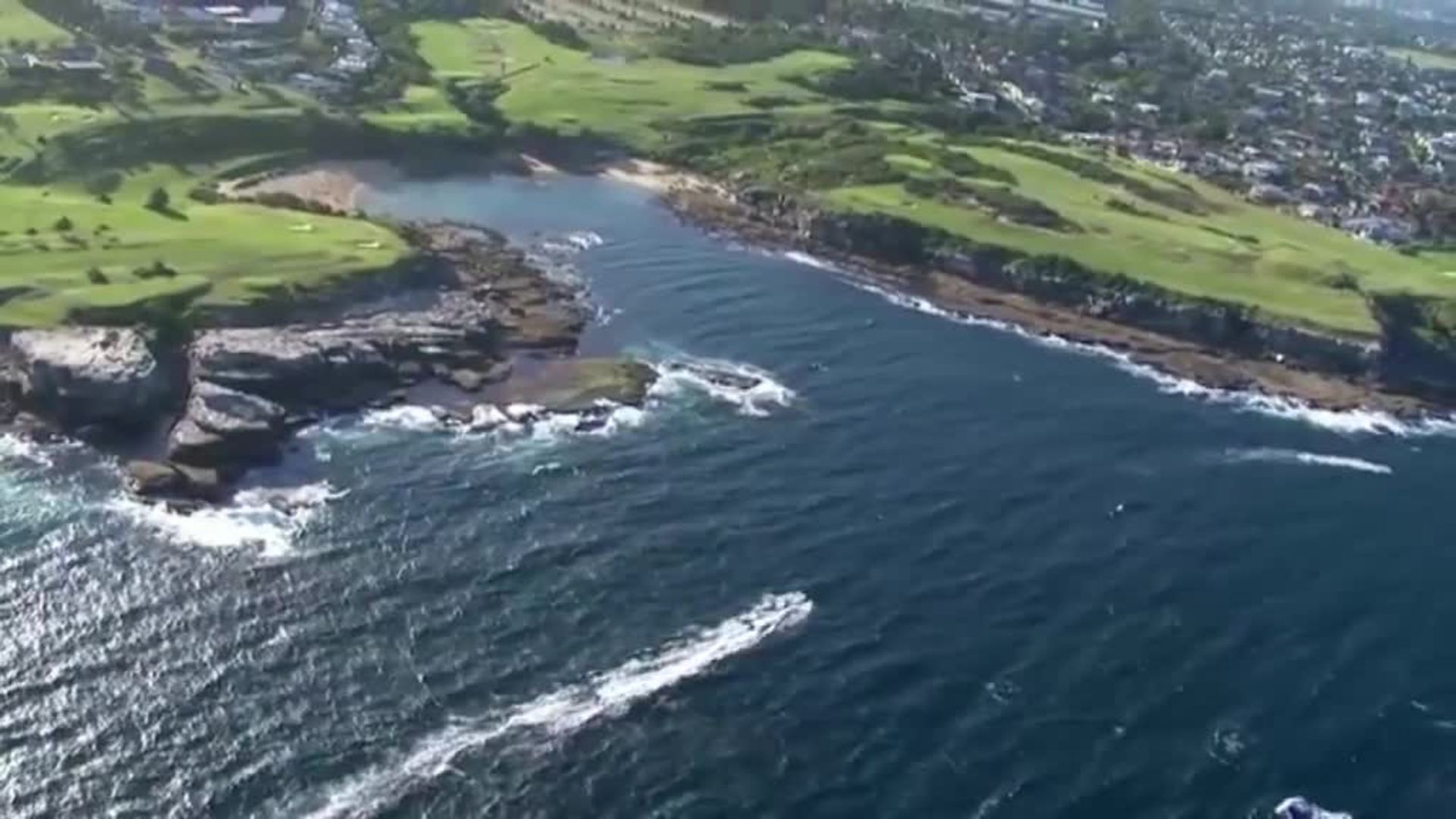 Un tiburón blanco devora un nadador en Australia
