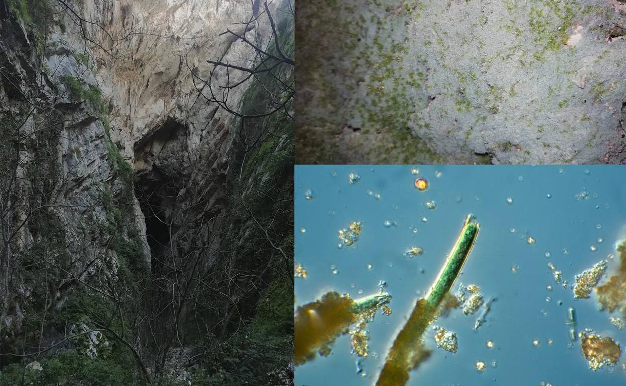 Hallan dos nuevas especies de amebas tecadas en la Cueva del Hundidero en Montejaque
