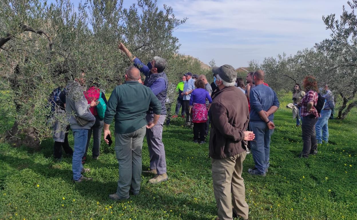 Curso de poda del olivar, una de las formaciones realizadas en el proyecto.