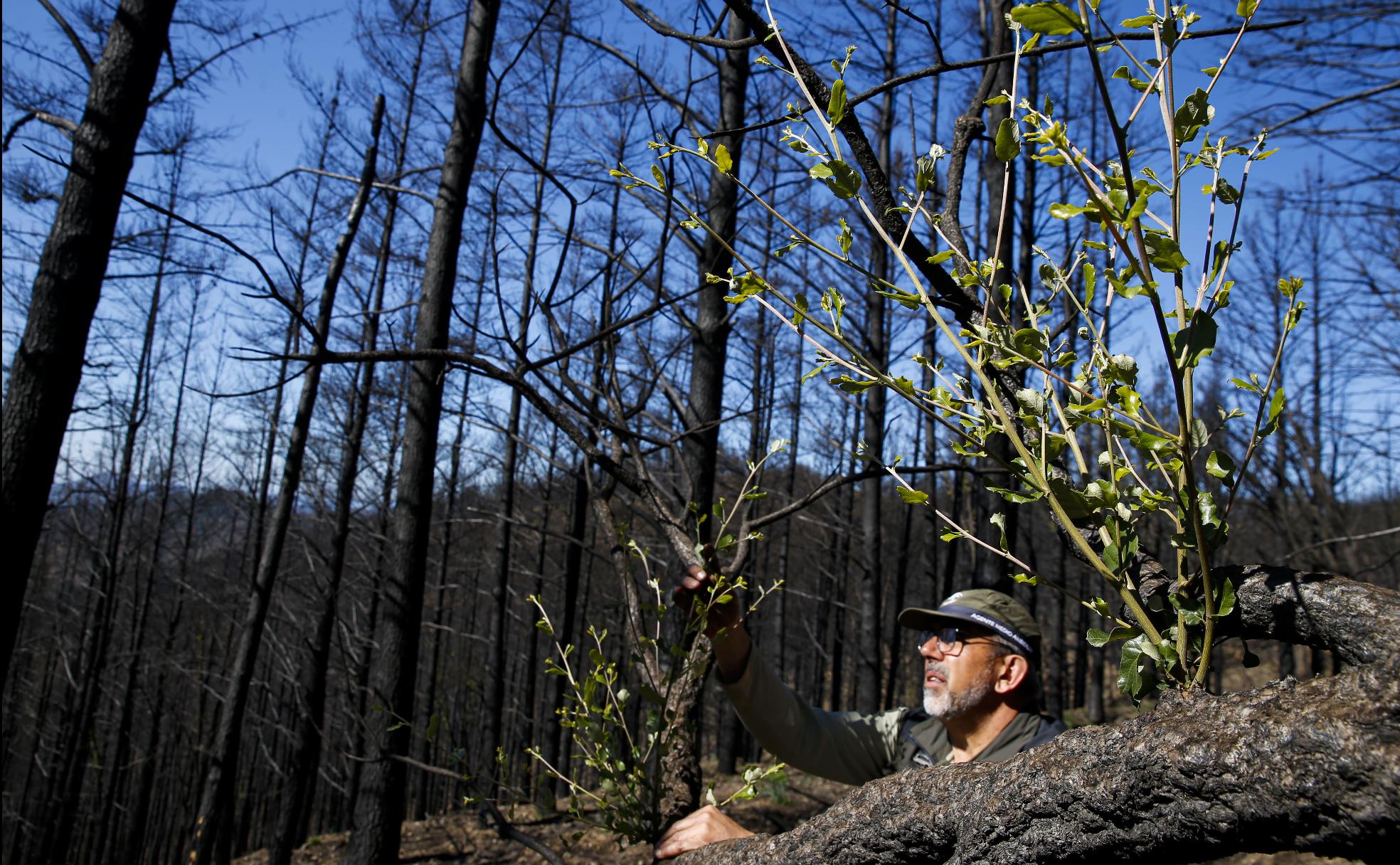 La mano del agente de medio ambiente sostiene los pinos del futuro, en Sierre Bermeja, donde un incendió calcinó más de 9.000 hectáreas de bosque en septiembre. 