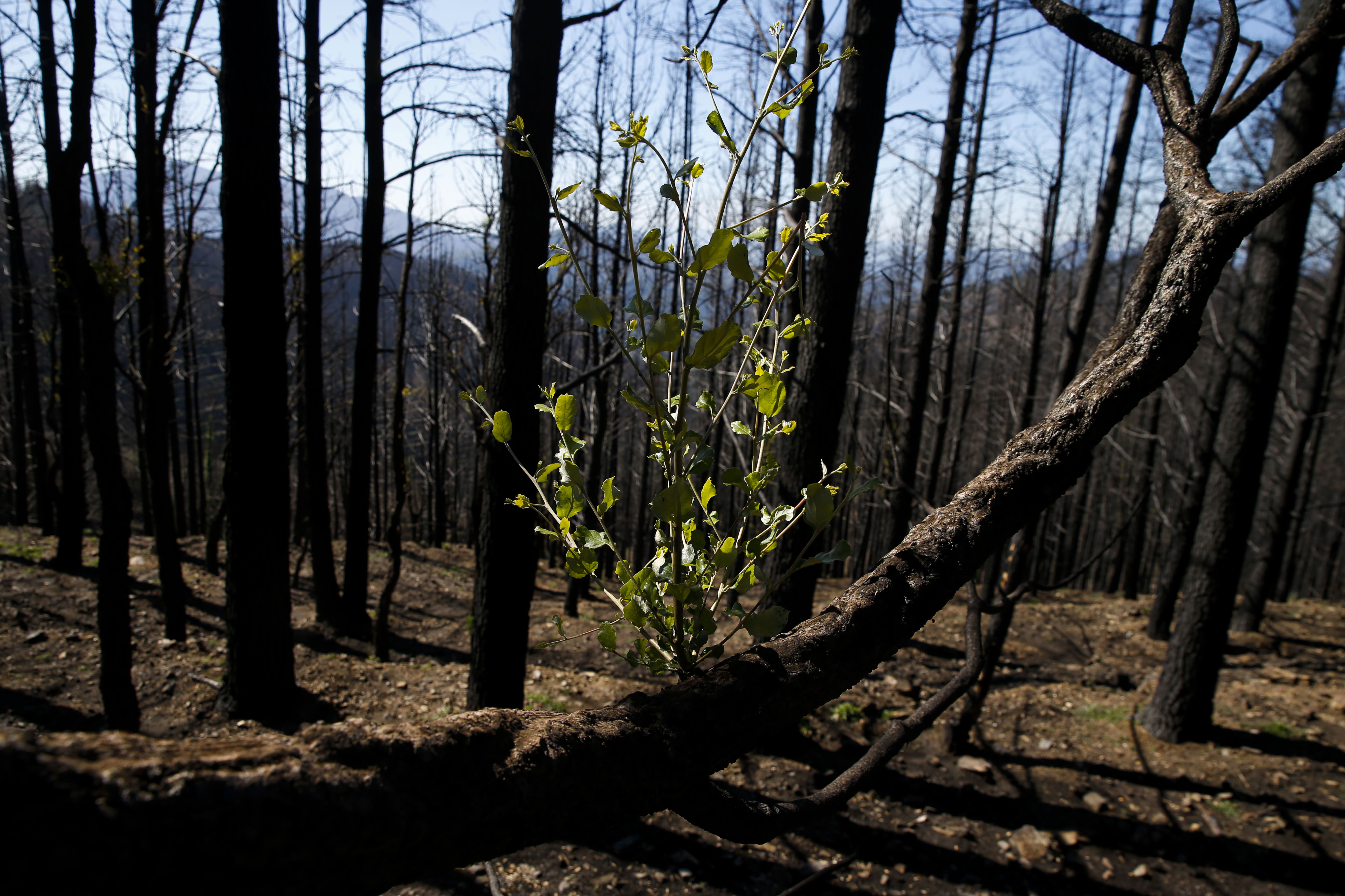 Más de 9.000 hectáreas de bosque quedaron aniquilados por el fuego. Una visita a la zona afectada, seis meses después, revela cómo la naturaleza trata de recuperarse en el Valle del Genal