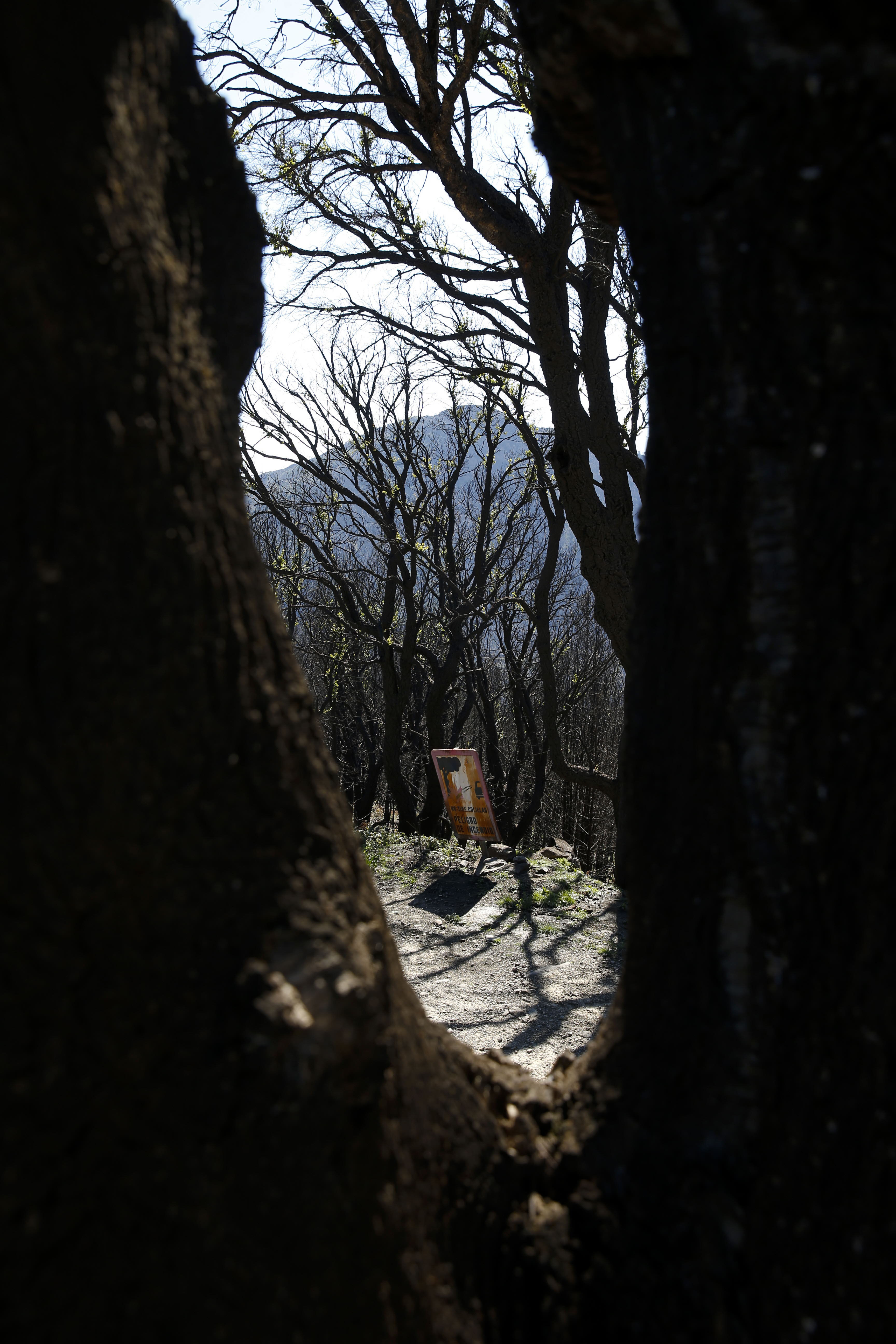 Más de 9.000 hectáreas de bosque quedaron aniquilados por el fuego. Una visita a la zona afectada, seis meses después, revela cómo la naturaleza trata de recuperarse en el Valle del Genal