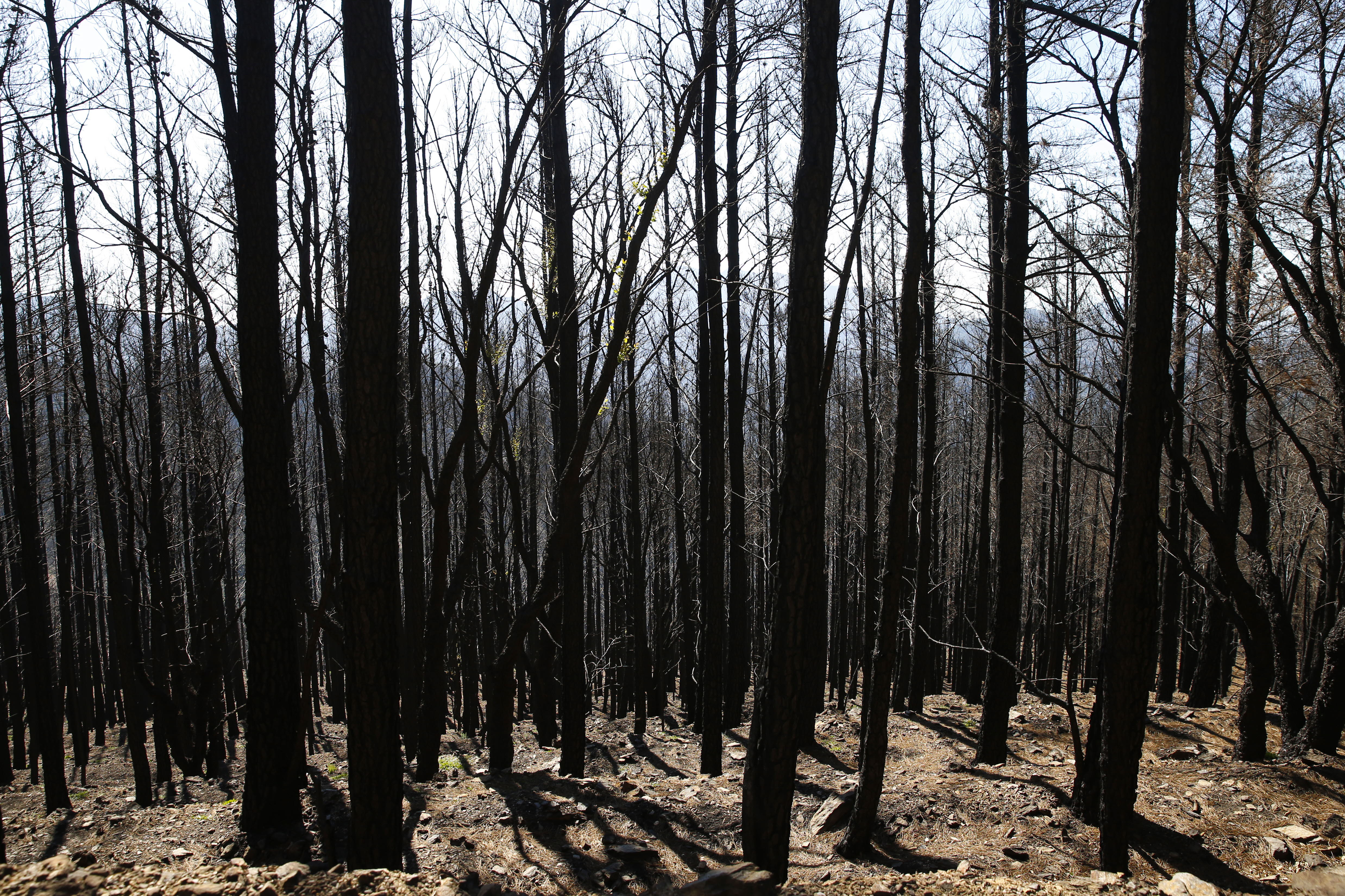 Más de 9.000 hectáreas de bosque quedaron aniquilados por el fuego. Una visita a la zona afectada, seis meses después, revela cómo la naturaleza trata de recuperarse en el Valle del Genal