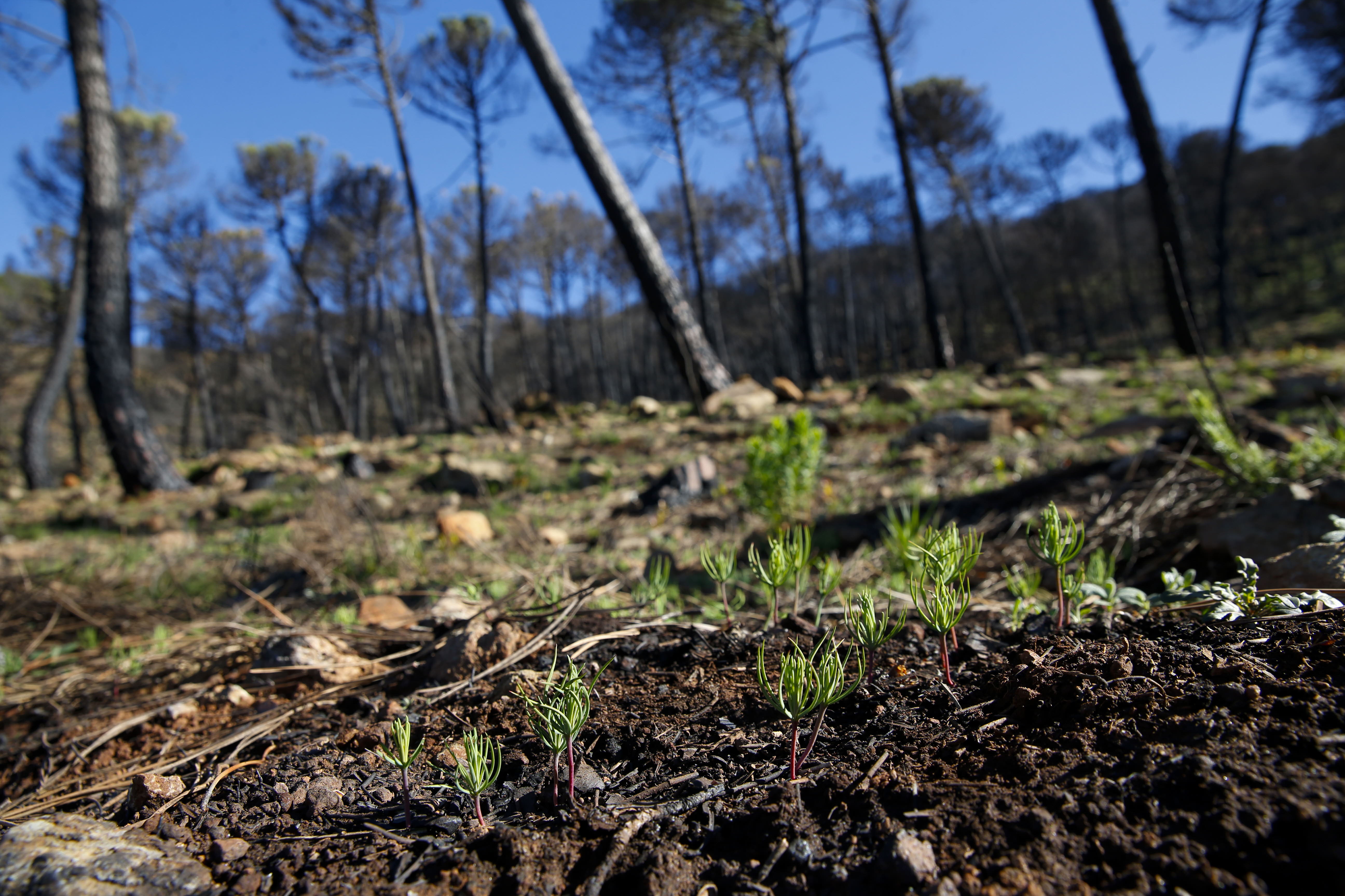 Más de 9.000 hectáreas de bosque quedaron aniquilados por el fuego. Una visita a la zona afectada, seis meses después, revela cómo la naturaleza trata de recuperarse en el Valle del Genal