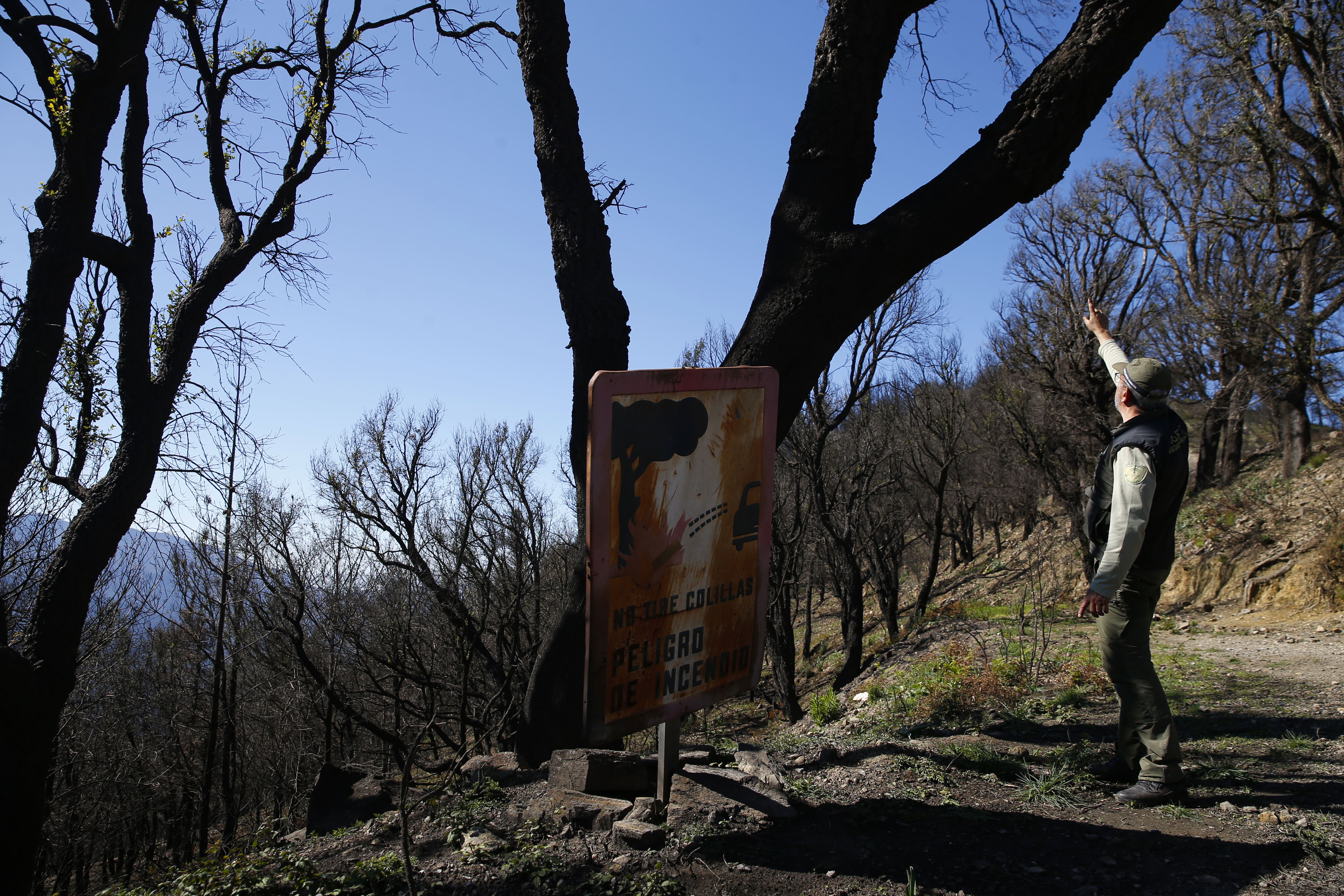 Más de 9.000 hectáreas de bosque quedaron aniquilados por el fuego. Una visita a la zona afectada, seis meses después, revela cómo la naturaleza trata de recuperarse en el Valle del Genal