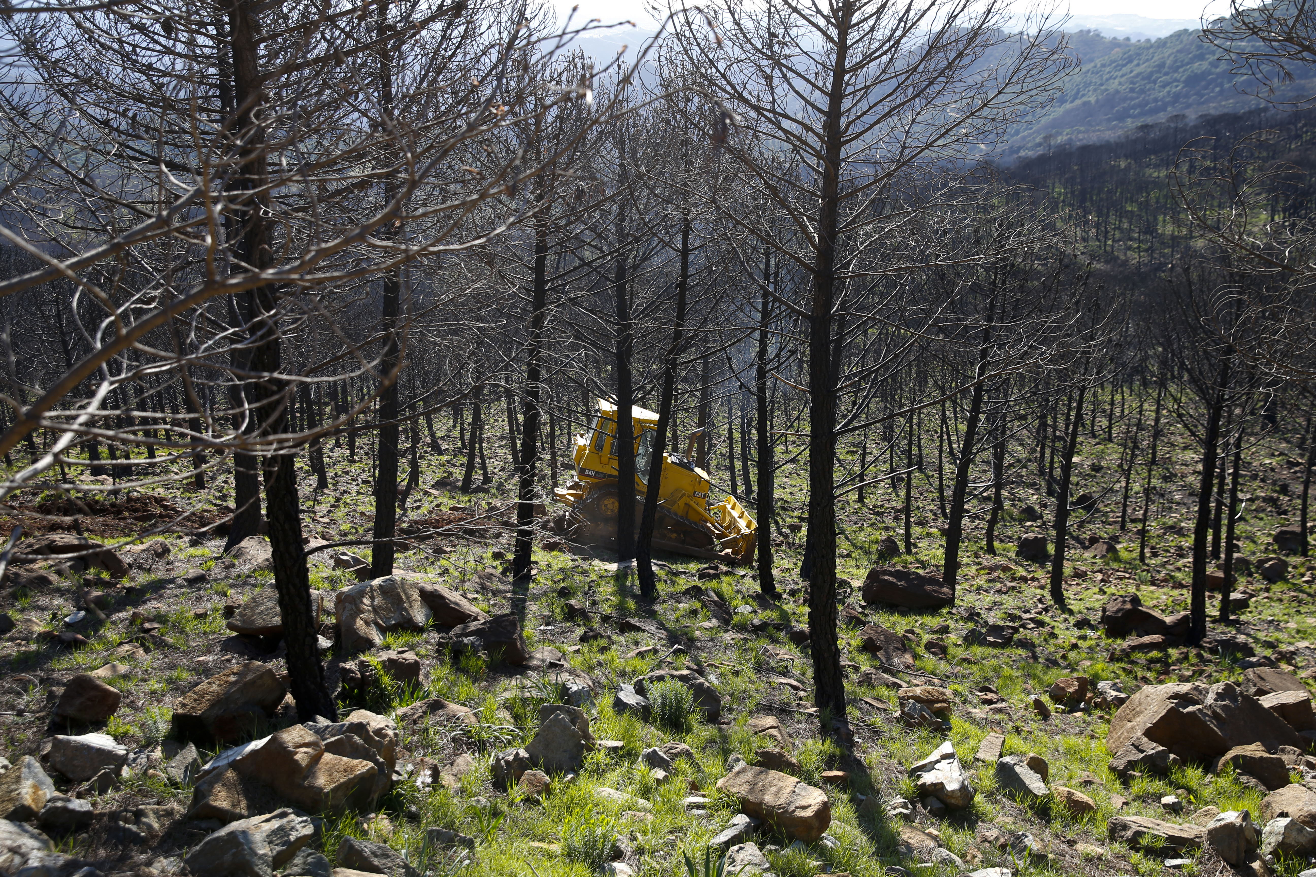 Más de 9.000 hectáreas de bosque quedaron aniquilados por el fuego. Una visita a la zona afectada, seis meses después, revela cómo la naturaleza trata de recuperarse en el Valle del Genal