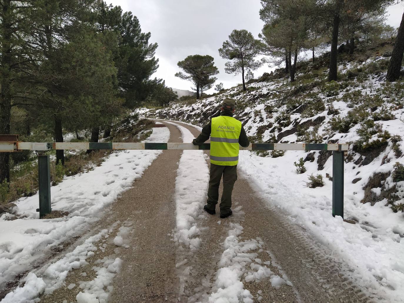 Manto blanco en la Sierra de las Nieves.