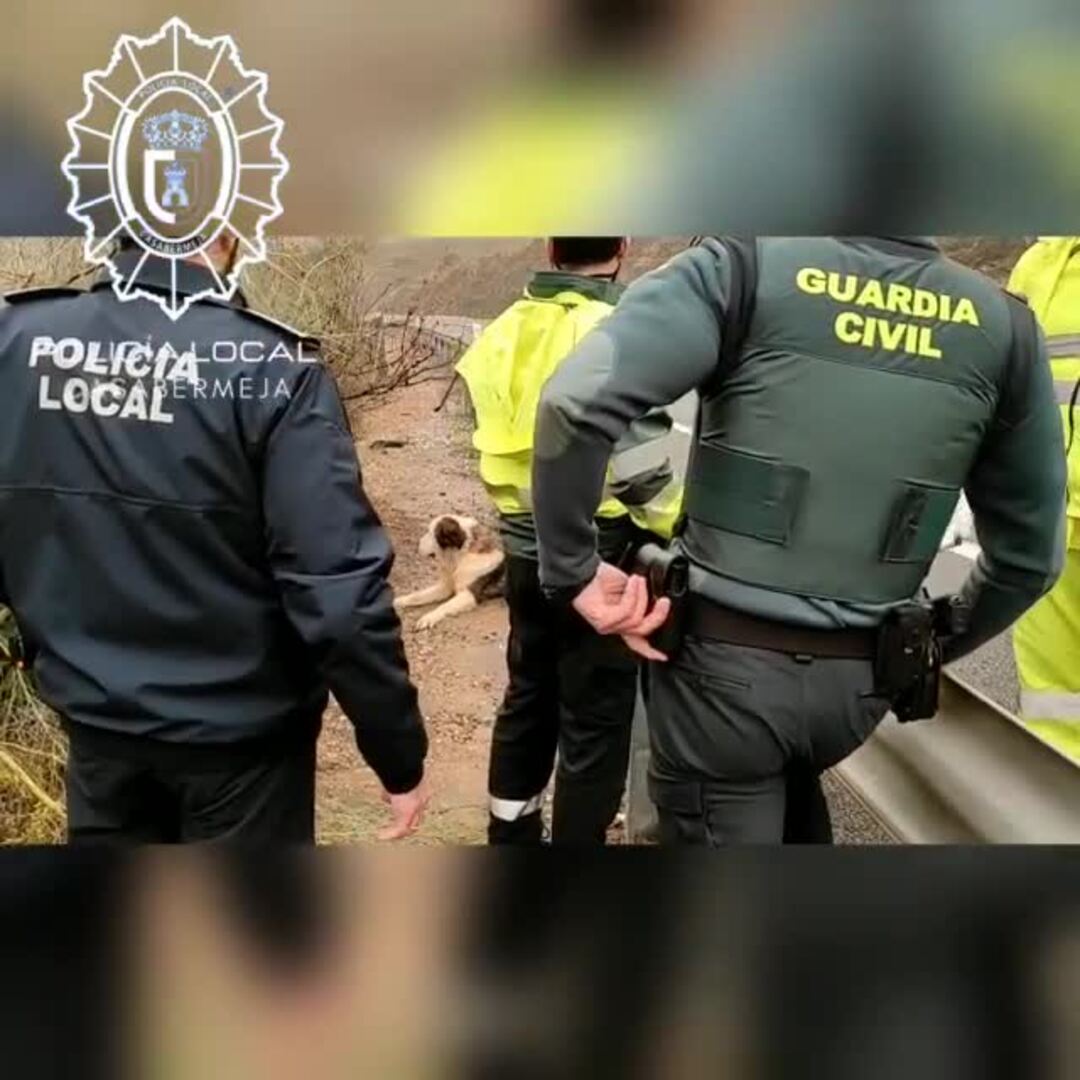 Sacrifican a un mastín sin microchip tras sufrir un atropello en la autovía de Casabermeja