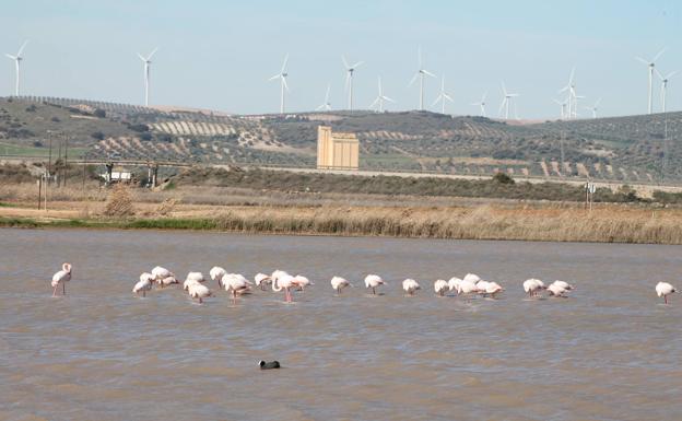 Flamencos rosa en una de las lagunas de Campillos