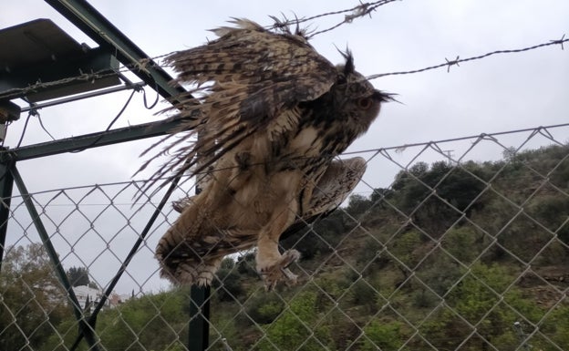 Imagen del animal atrapado en la valla metálica del recinto de la estación depuradora de Colmenar. 