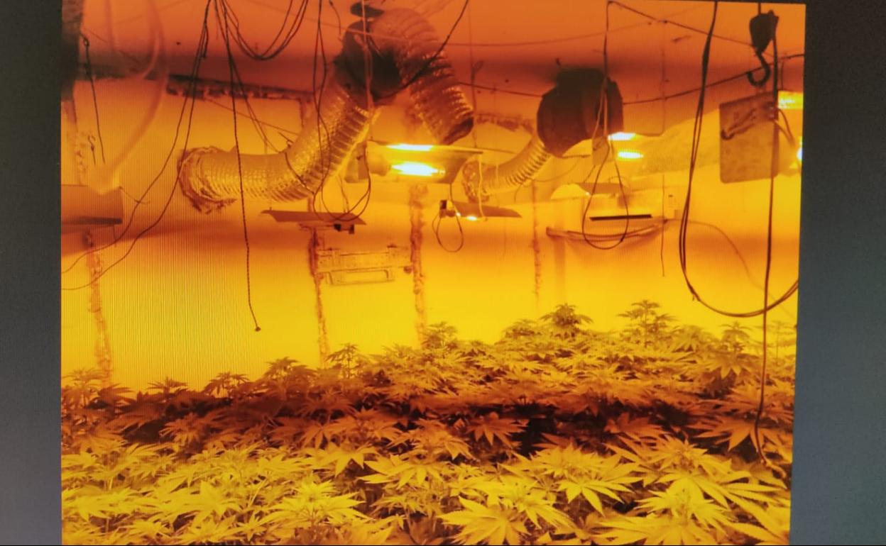 La Junta recupera 17 pisos de protección oficial destinados al cultivo de marihuana en La Corta