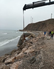 Imagen secundaria 2 - Arriba, el delfín listado, con las heridas provocadas por tiburones; abajo a la izquierda, el cachalote en la playa veleña de Lagos, y a la derecha, retirada del cetáceo en Vélez-Málaga. 