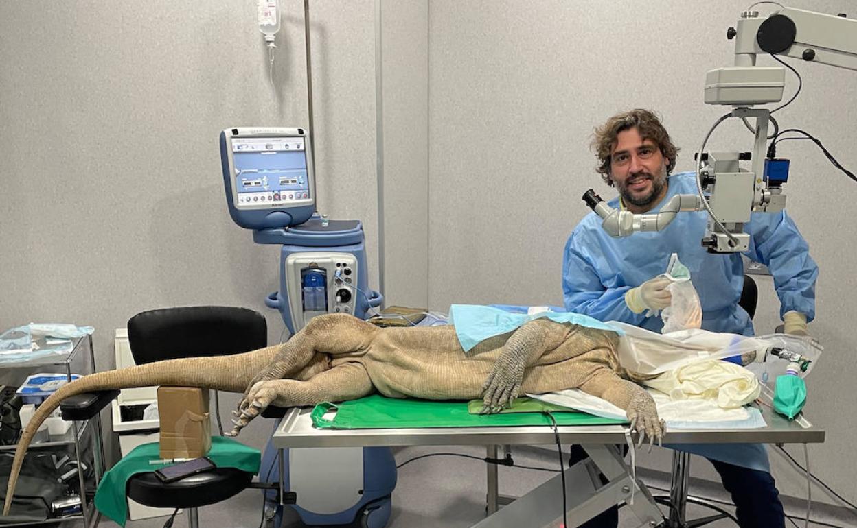 El veterinario Fidel Causse, con el dragón de Komodo en la camilla, momentos antes de la operación. 
