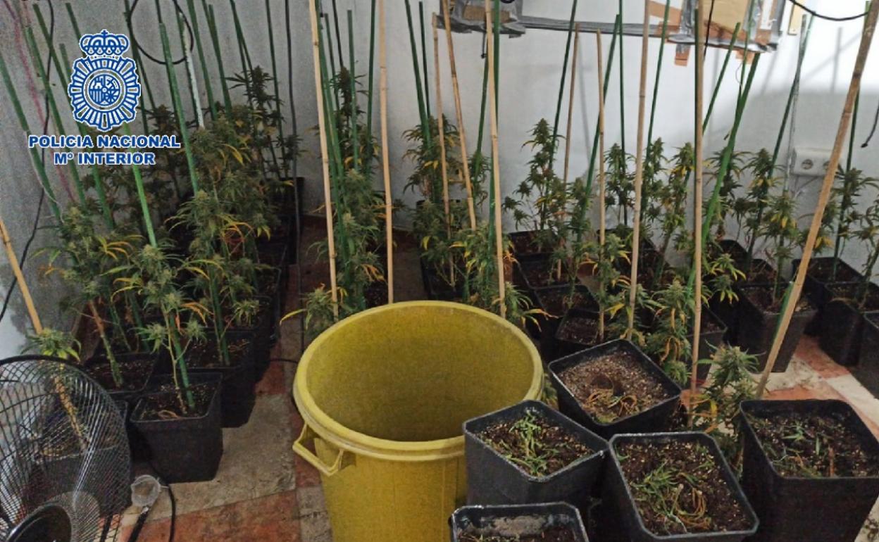 Imagen de las plantas intervenidas en Vélez-Málaga. 