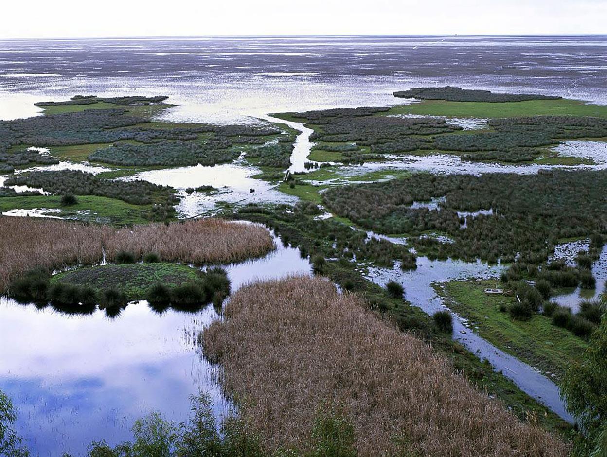 Imagen de las marimas del espacio natural de Doñana.