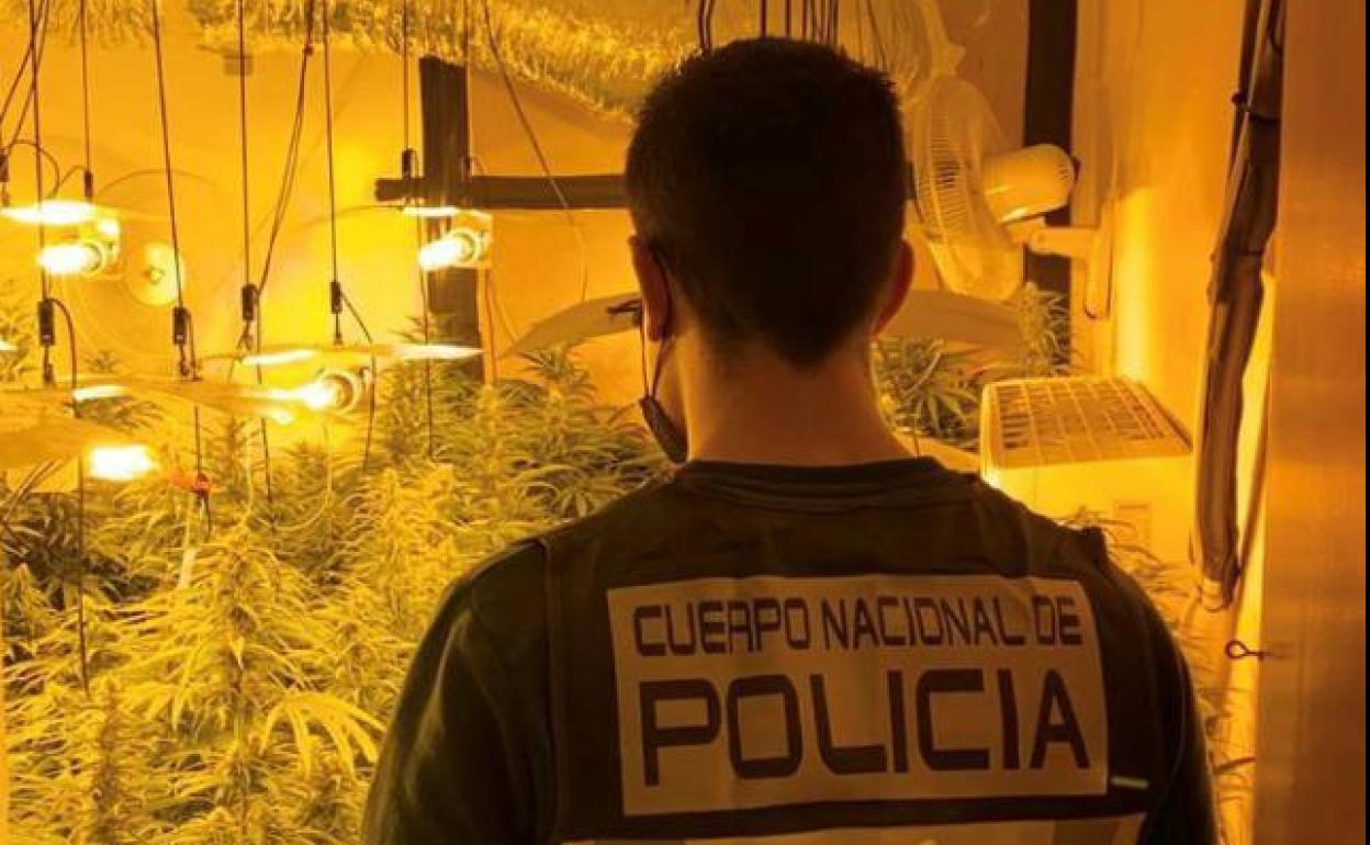 Sucesos Málaga: Detenido por tener 196 plantas de marihuana y numerosas armas blancas en un piso de la Cruz Verde
