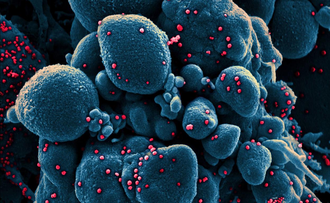 Un estudio sugiere que es el sistema inmune en su conjunto el que restringe la evolución de los virus, incluido el Covid