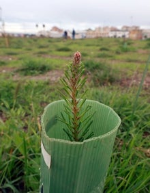 Imagen secundaria 2 - La naturaleza brota en los terrenos de Repsol