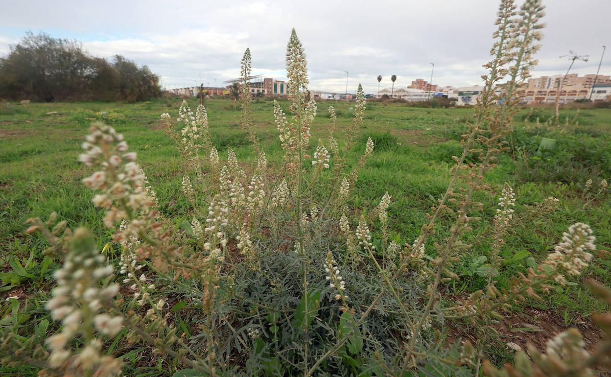 Los arbustos crecen junto a los árboles plantados por voluntarios de la plataforma BUM. 