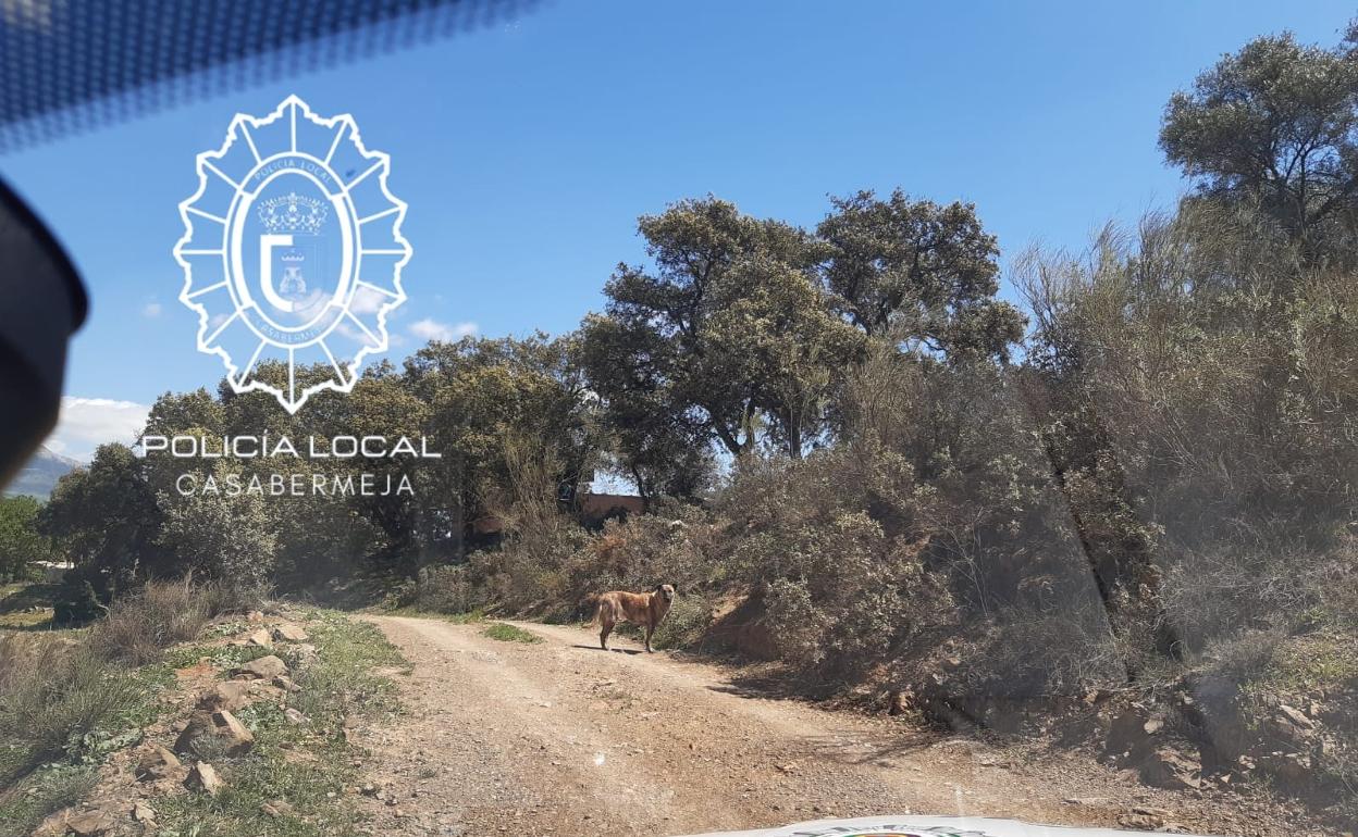 Unos perros atacan a unos senderistas cuando hacían una ruta por Casabermeja