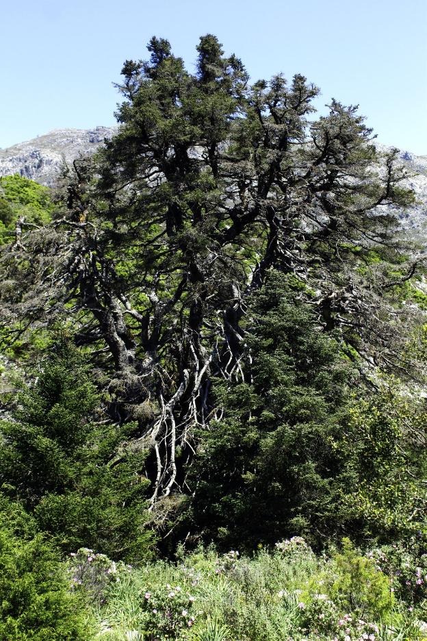 Árbol protegido. 