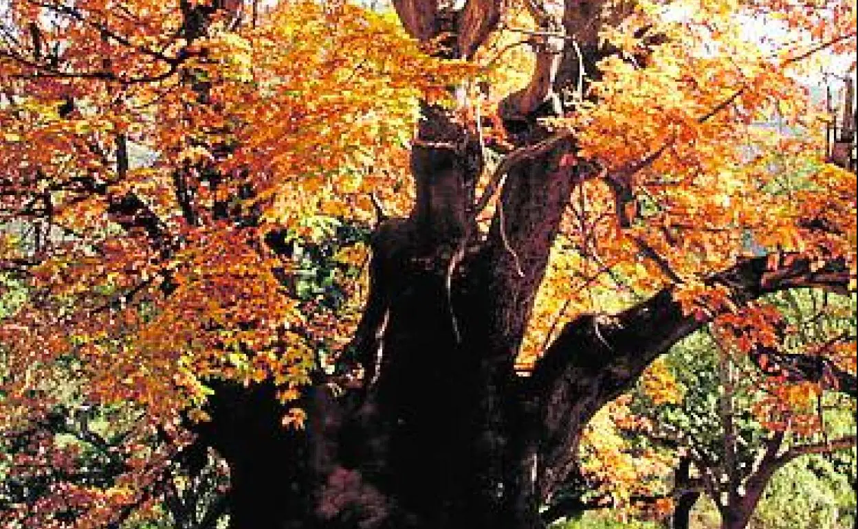 Istán | El Castaño Santo, un árbol monumental en el Hoyo del Bote