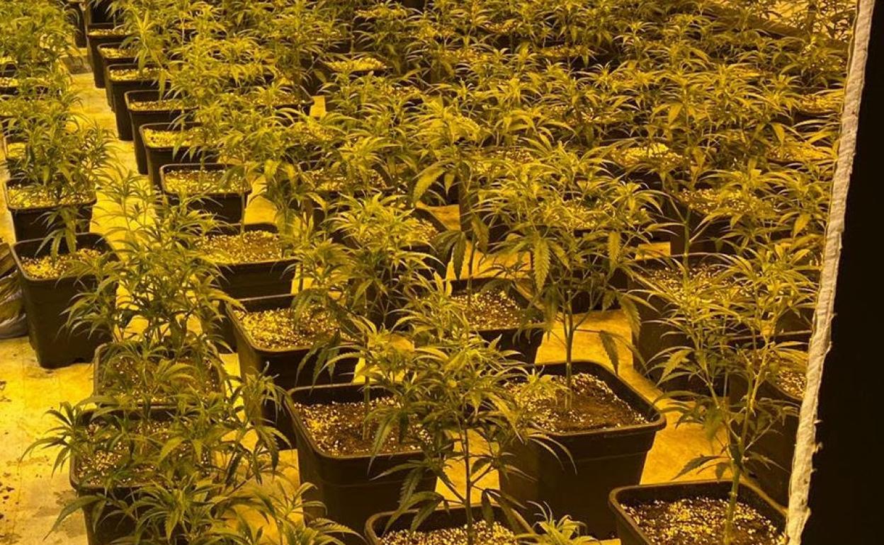 Imagen de archivo de una plantación de marihuana en el interior de una vivienda.