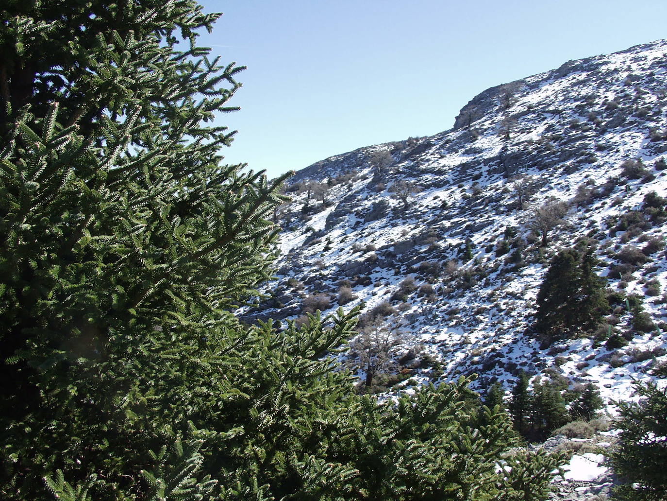 Pinsapar de la Sierra de las Nieves.