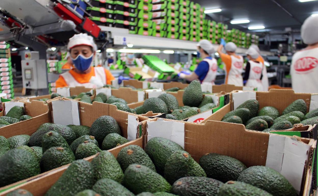 Innova IRV amplía su radar tecnológico al agro malagueño con la incorporación de Trops