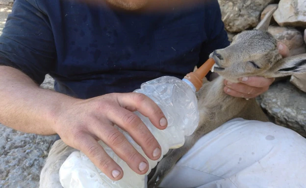 Julio Fernández, alimentando al animal con leche de cabra de su rebaño. 
